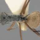 Image of Polyrhachis bicolor Smith 1858