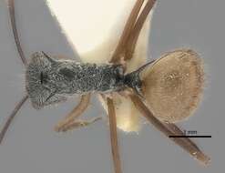 Image of Polyrhachis bicolor Smith 1858