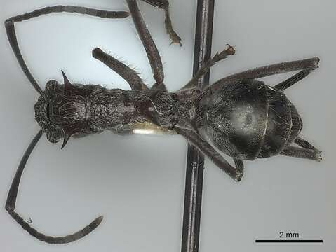 Image de Polyrhachis bubastes Smith 1863