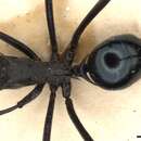 Image of Polyrhachis chalybea Smith 1857