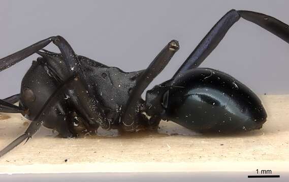 Image de Polyrhachis chalybea Smith 1857