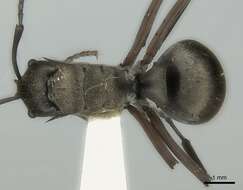 Image of Polyrhachis crassispinosa Viehmeyer 1914