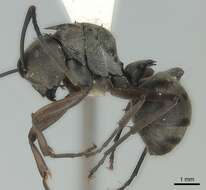 Image of Polyrhachis crassispinosa Viehmeyer 1914