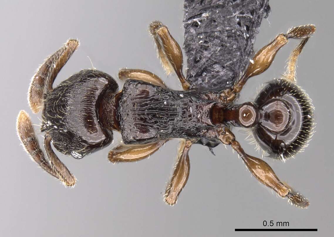 Image of Tetramorium cognatum Bolton 1979