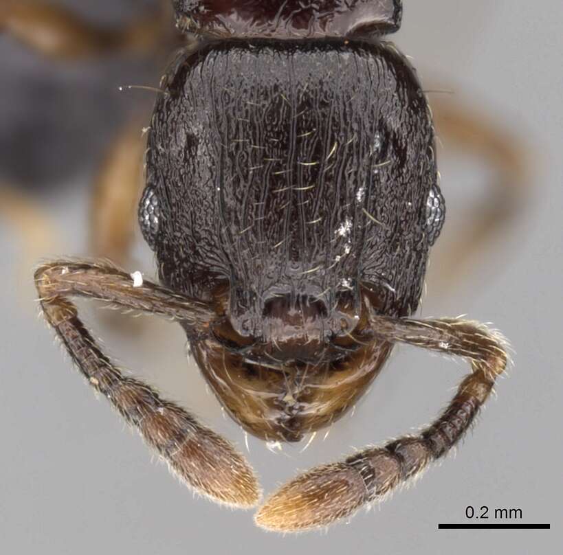 Image of Tetramorium cognatum Bolton 1979