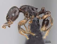 Image of Tetramorium cognatum Bolton 1979