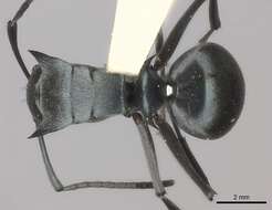 Image of Polyrhachis cyaniventris Smith 1858