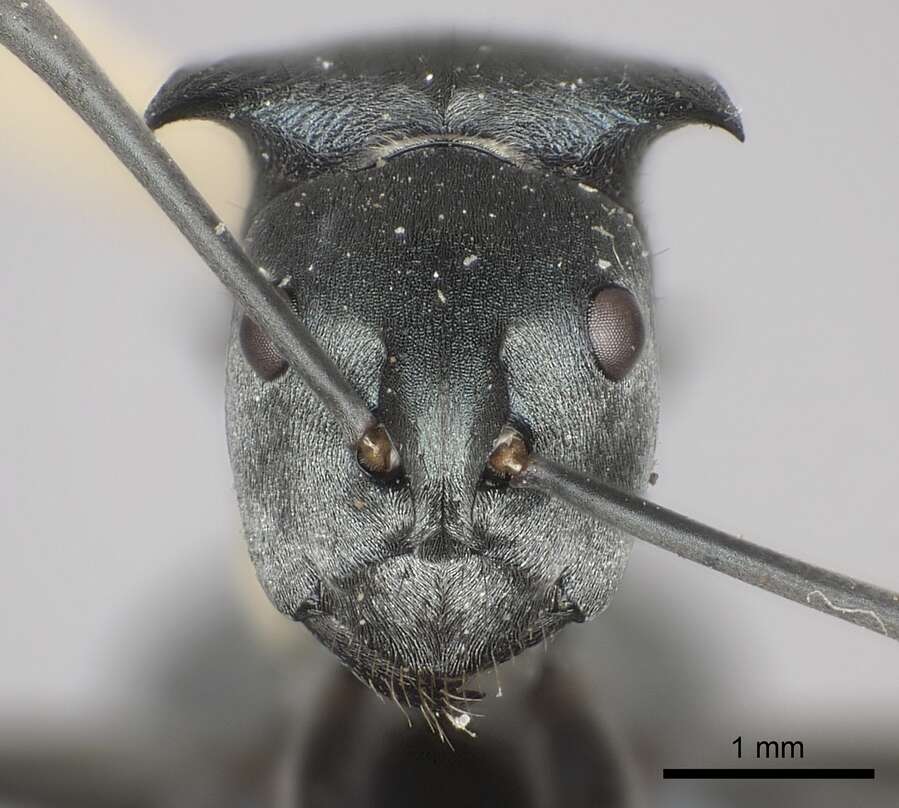 Plancia ëd Polyrhachis cyaniventris Smith 1858