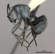 Image of Polyrhachis cyaniventris Smith 1858