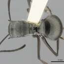 Image de Polyrhachis diana Wheeler 1909