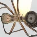 Image de Polyrhachis erosispina Emery 1900