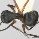 Image of Polyrhachis exercita (Walker 1859)