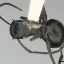 Image of Polyrhachis gagates Smith 1858