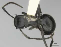 صورة Polyrhachis gagates Smith 1858