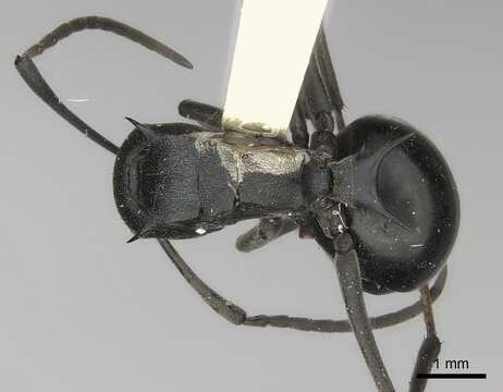 صورة Polyrhachis gagates Smith 1858