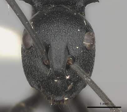 Image of Shiny Spiny Sugar ant