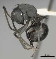 Image de Polyrhachis