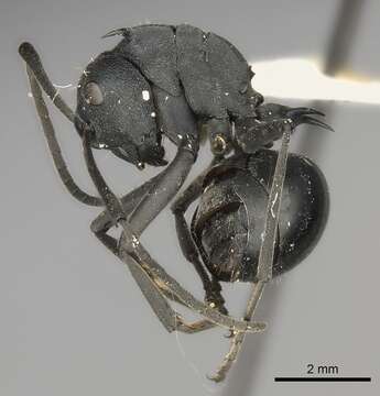 Image of Polyrhachis