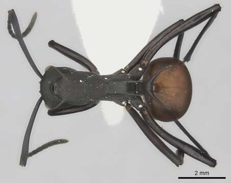 Image of Polyrhachis hector Smith 1857