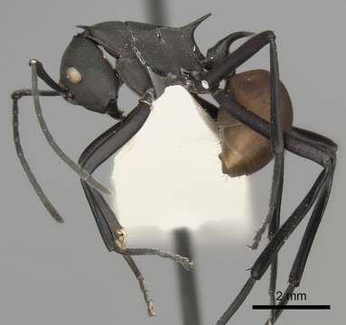 Image of Polyrhachis hector Smith 1857