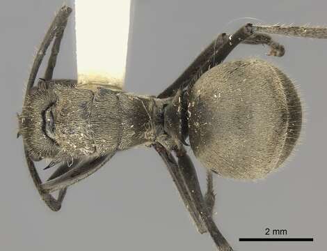 Plancia ëd Polyrhachis illaudata Walker 1859