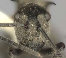 Image of Polyrhachis illaudata Walker 1859