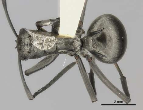 Plancia ëd Polyrhachis laboriosa Smith 1858