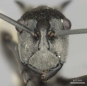 Image de Polyrhachis laboriosa Smith 1858