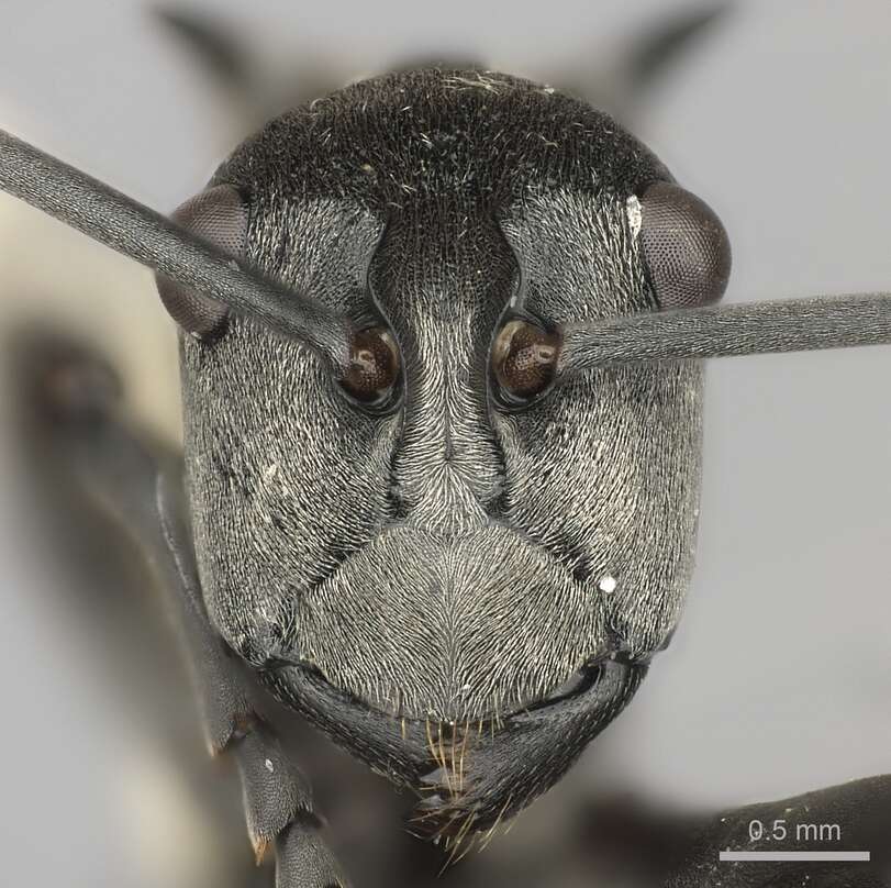 Image of Polyrhachis laboriosa Smith 1858