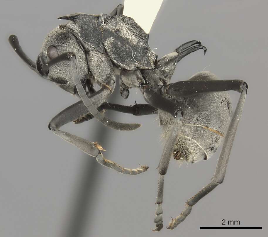 Plancia ëd Polyrhachis laboriosa Smith 1858