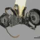 Image of Polyrhachis lauta Santschi 1910