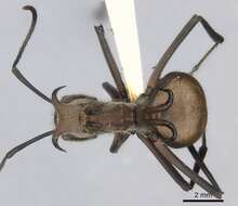 Image of Polyrhachis mindanaensis Emery 1923