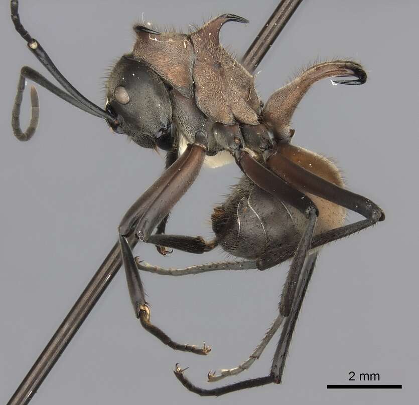 Image of Polyrhachis mindanaensis Emery 1923