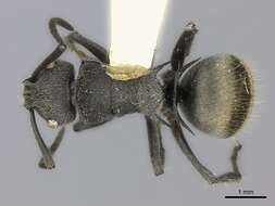 Image of Polyrhachis obtusa Emery 1897