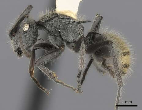 Image de Polyrhachis obtusa Emery 1897