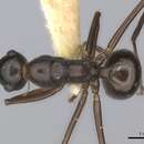 Image de Polyrhachis osae Mann 1919