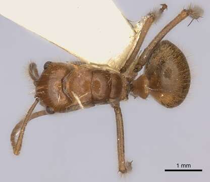 Image of Polyrhachis parabiotica Chapman 1963