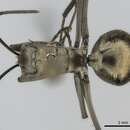 صورة Polyrhachis proxima Roger 1863