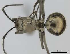 صورة Polyrhachis proxima Roger 1863