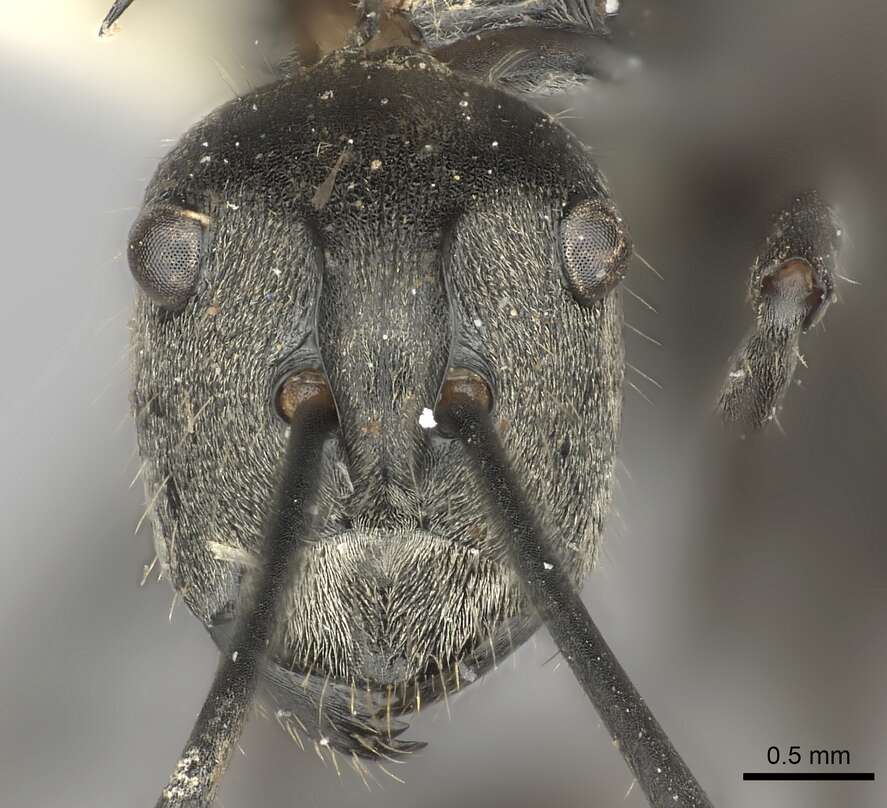 Image of Polyrhachis relucens (Latreille 1802)