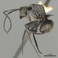 Image of Polyrhachis relucens (Latreille 1802)