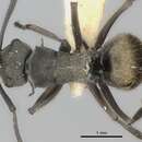 Image of Polyrhachis rere Mann 1919