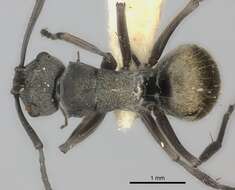 Image of Polyrhachis rere Mann 1919