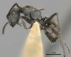 Image of Polyrhachis rere Mann 1919