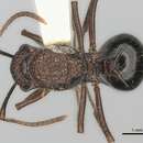 Image of Polyrhachis rufipes Smith 1858