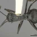 Sivun Polyrhachis schistacea (Gerstaecker 1859) kuva