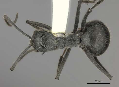 Imagem de Polyrhachis schistacea (Gerstaecker 1859)