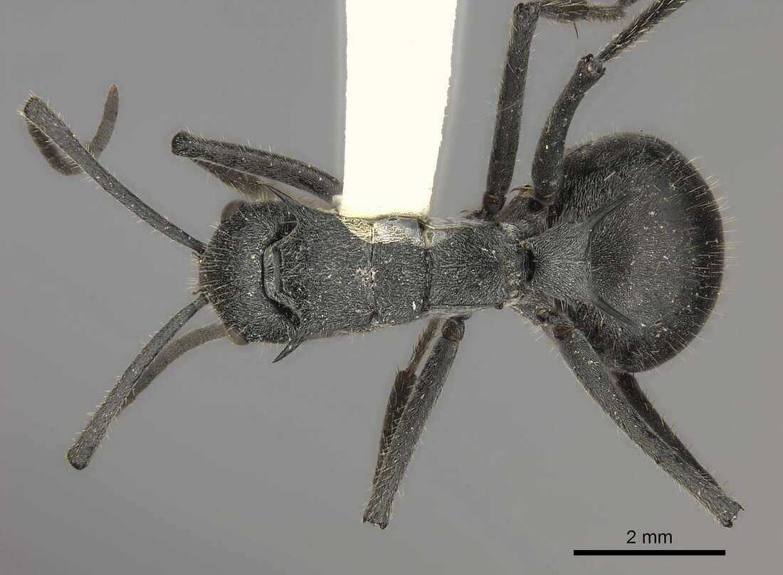 Image of Polyrhachis schistacea (Gerstaecker 1859)