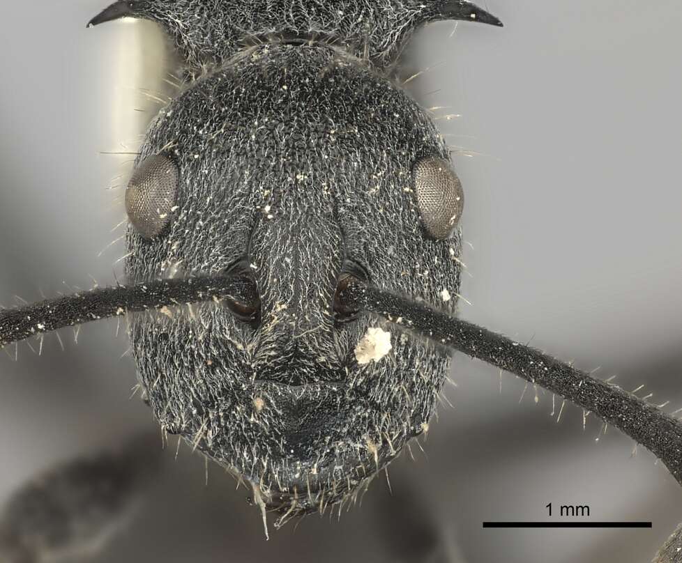 Image of Polyrhachis schistacea (Gerstaecker 1859)