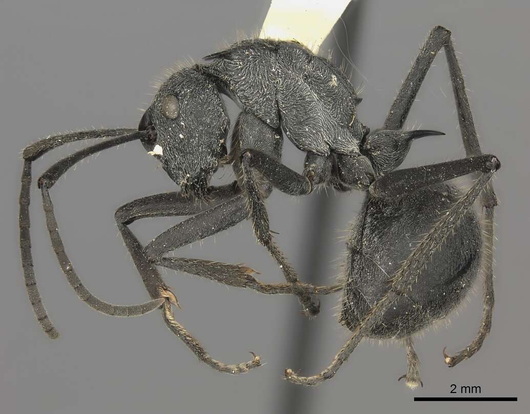 Image of Polyrhachis schistacea (Gerstaecker 1859)